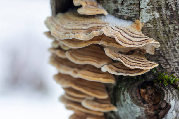 istock A group of shelf fungus 1303729110