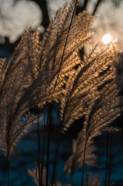 The sun shining through the grasses stock photo