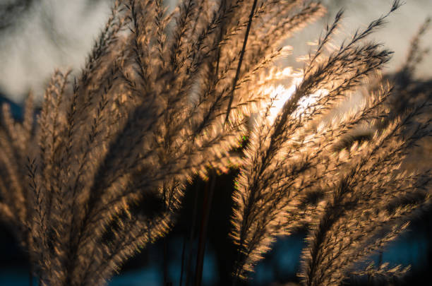 Delicate grass against the backdrop of the sun
