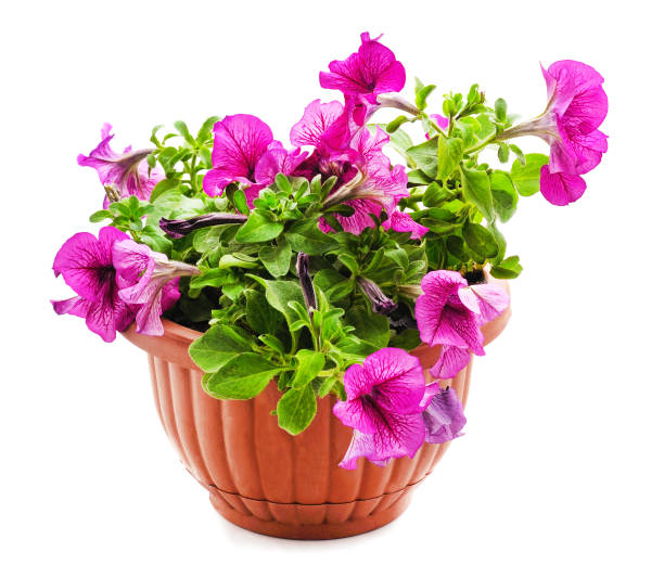 istock Purple petunia in the pot. 1303729374