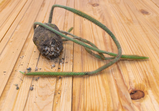 istock A cactus on a wooden background - with the pot removed 1303729598
