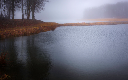 Misty cranberry bog in a foggy morning in winter on Cape Cod, Massachusetts