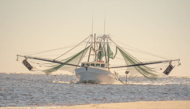 istock Shrimp Boat Trawling in the Inlet 1303730693