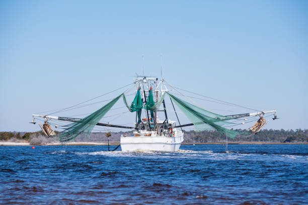 istock Shrimp Boat Trawling in the Inlet 1303730696