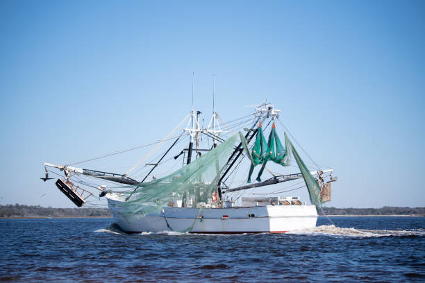 istock Shrimp Boat Trawling in the Inlet 1303730742