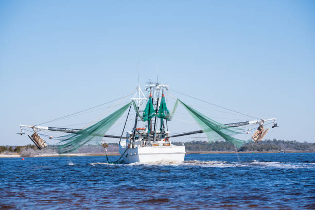 istock Shrimp Boat Trawling in the Inlet 1303730756