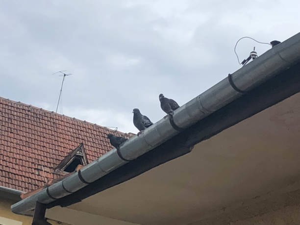 istock Pigeons on the roof top 1303731093