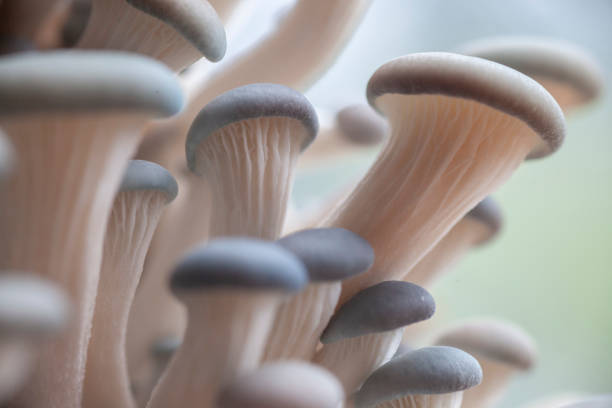 カキのキノコの大きなグループ - edible mushroom food fungus isolated ストックフォトと画像