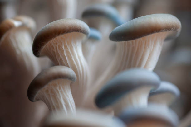 istock A big group of oyster mushrooms 1303731138