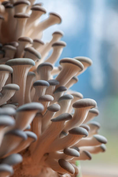 istock A big group of oyster mushrooms 1303731314