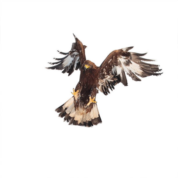 istock Aquila chrysaetos, golden eagle attacking on white background isolate 1303731886
