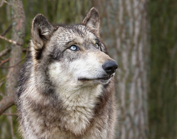 istock Blue[Eyed Gray Wolf Head Shot 1303732875