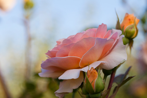 Pink rose and rose buds in the garden