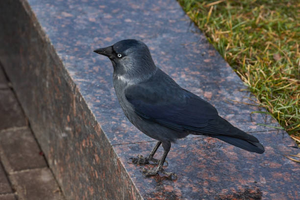 istock Jackdaw walking on the lawn in the town square. 1303734026