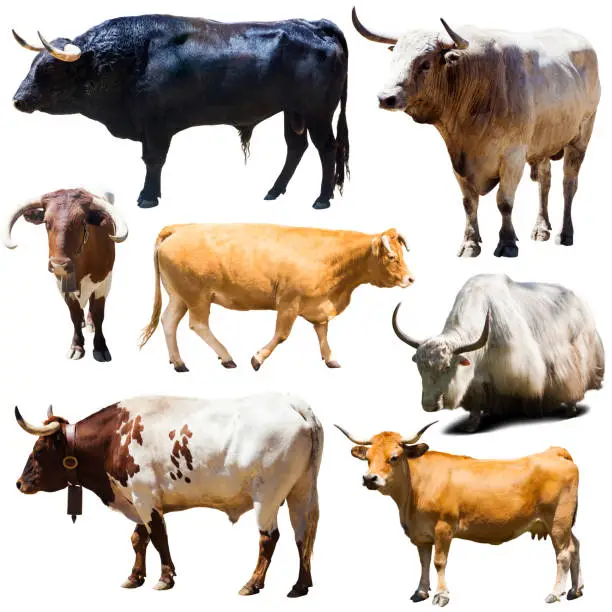 Photo of Collection of cows isolated on white background