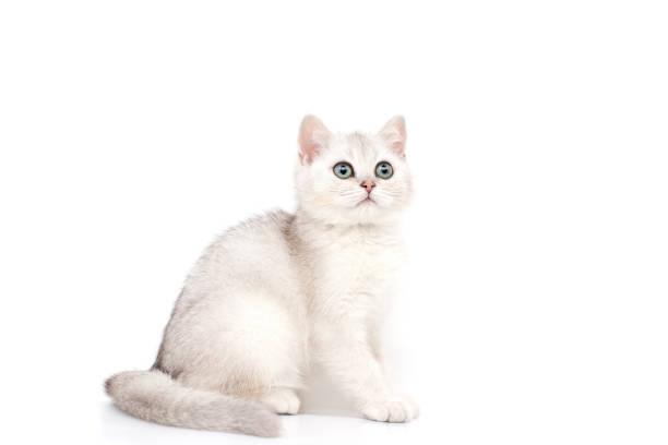 istock A beautiful white kitten British breed sits on a white background, looks up. 1303735567