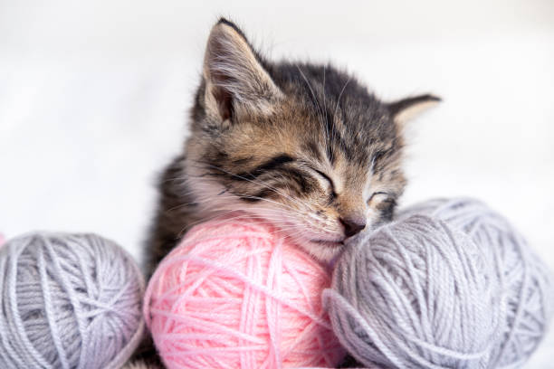 istock Cute Cat sleeping with pink and grey balls skeins of thread on white bed 1303735742