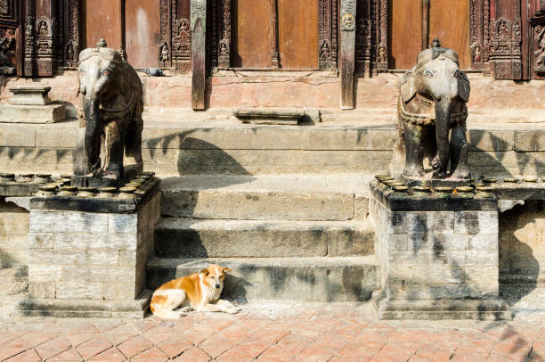 perro tendido entre dos esculturas de elefante de piedra en el templo changu narayan - changu narayan temple fotografías e imágenes de stock