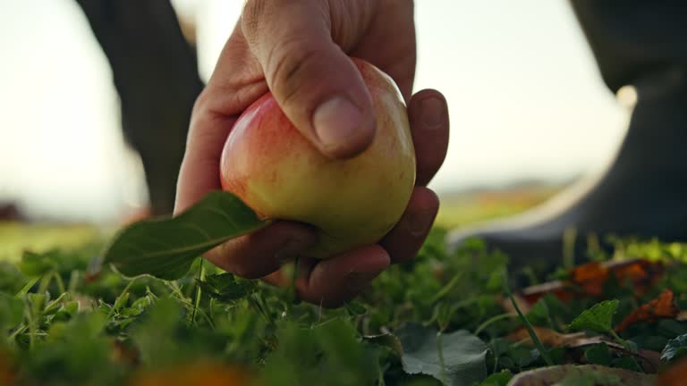 SLO MO Farmer picks up an apple that has fallen to the ground