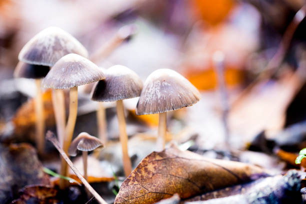 istock mushrooms in the forest 1303738007