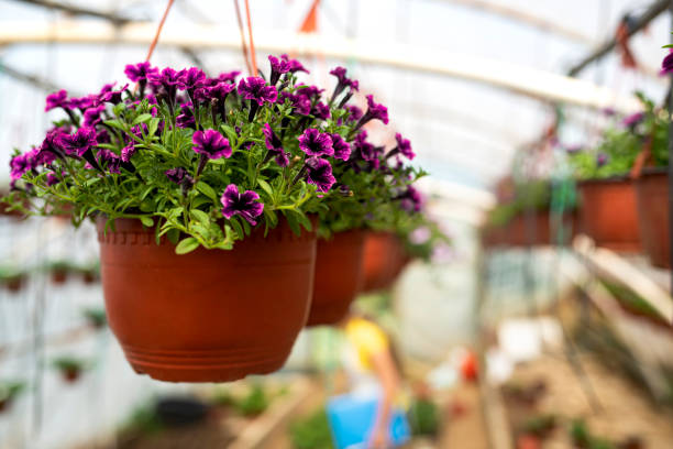istock Flower nursery stock photo 1303738280