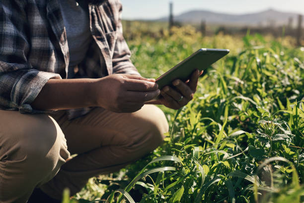istock Crop monitoring made simple with smart apps 1303739118