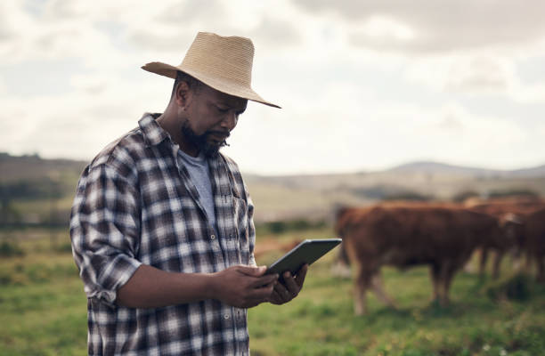 istock Livestock management made so much easier with smart tech 1303739175
