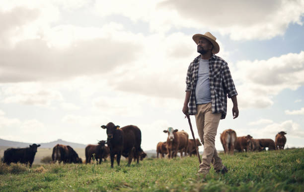 istock Grass fed is the way to grow 1303739181