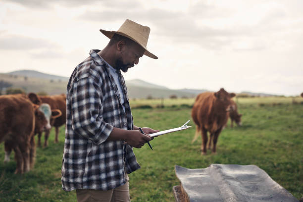 istock Happy, healthy cattle are first priority 1303739217
