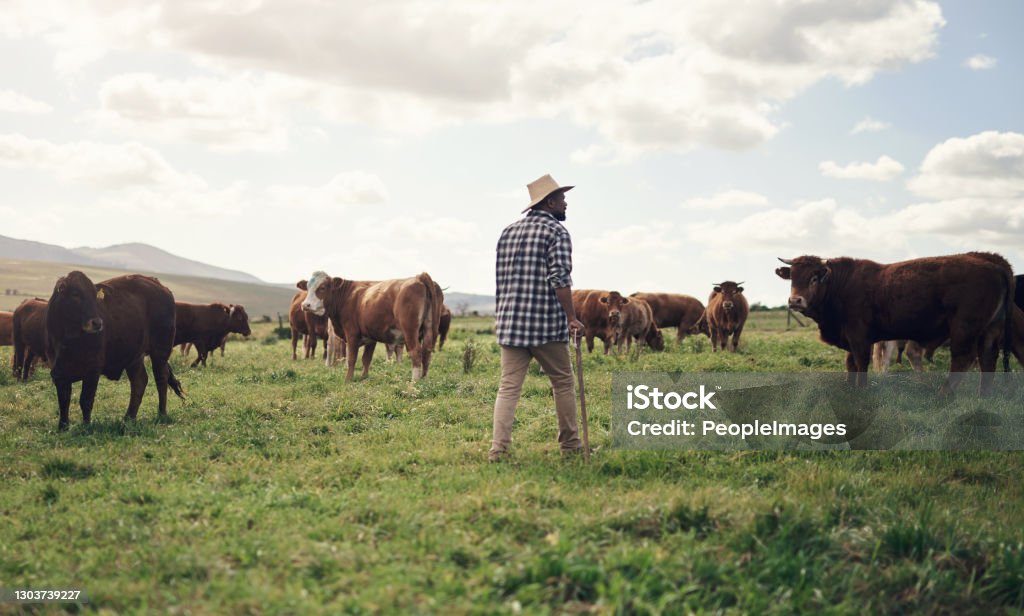 The greener the grass, the more they graze Rearview shot of a man working on a cow farm Farmer Stock Photo