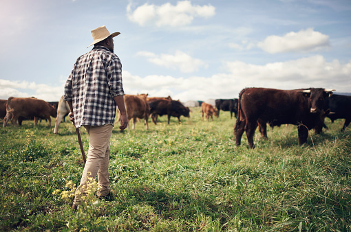 Shot of a man working on a cow farm