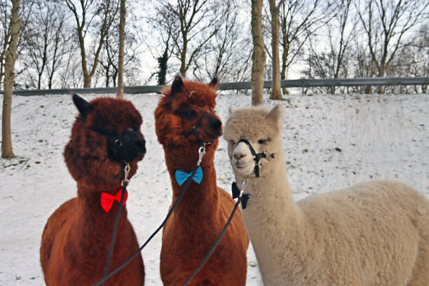 istock Alpacas walk with the owner through the snow 1303739773