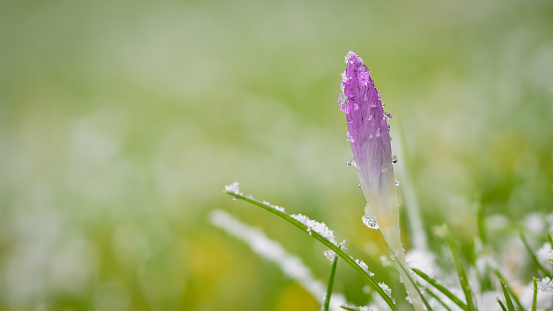 Melting snow drops on crocus bud, cold sunny winter day, spring is in the air