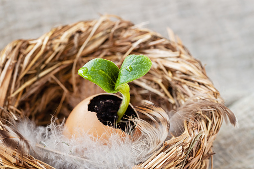 Warm cozy nest with feathers and egg with green fragile tender sprout. New life, birth, spring and Easter concept