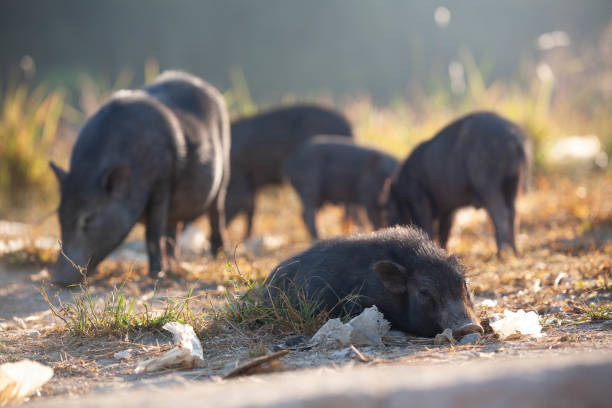 Wild pigs near the town stock photo