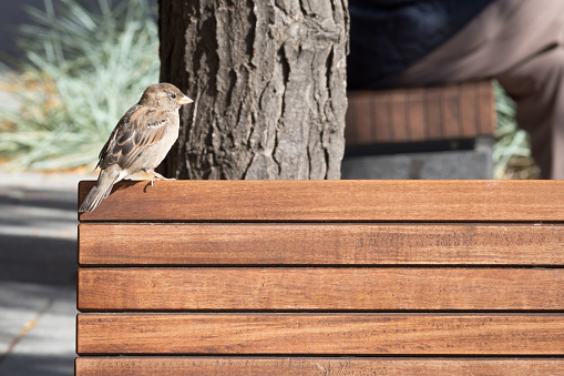 Small brown bird waiting on a park bench.