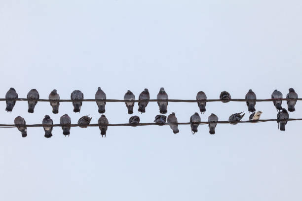 istock A flock of pigeons resting on electrical wires 1303743308