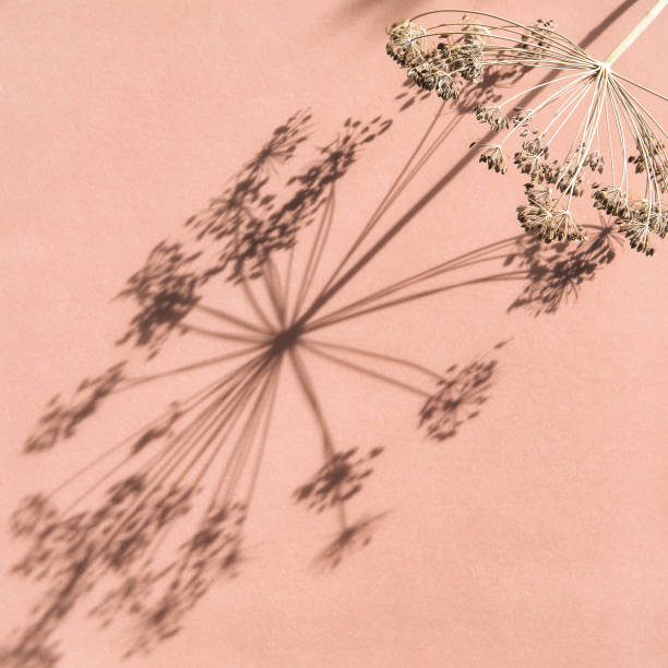 istock Floral background dried flower sunlight shadow 1303743656