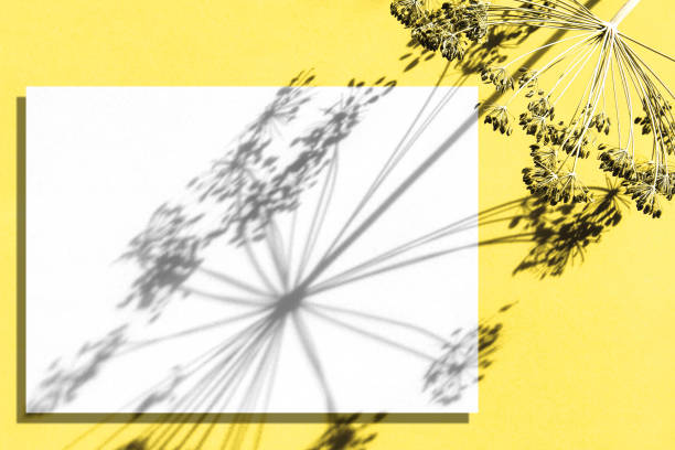 Floral template with blank paper mockup hard sunlight shadow