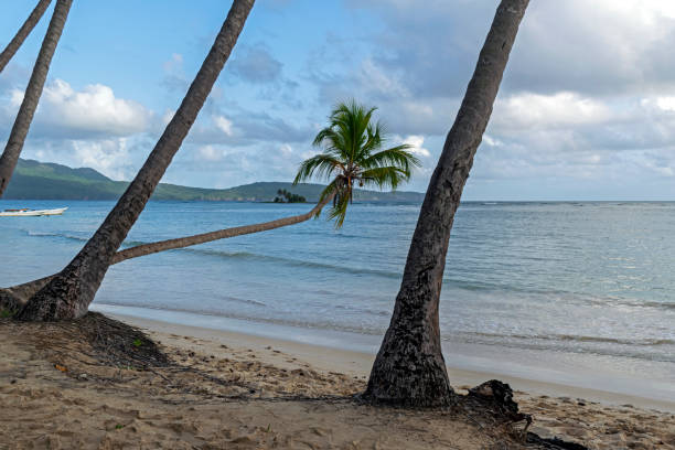 istock Paradise on the Caribbean beach 1303745492