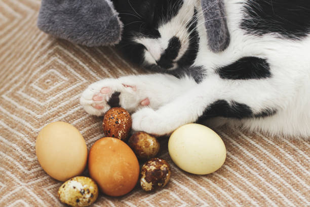 istock Cute cat in bunny ears sleeping with easter eggs on cozy yellow blanket. Happy Easter! Easter hunt 1303745797