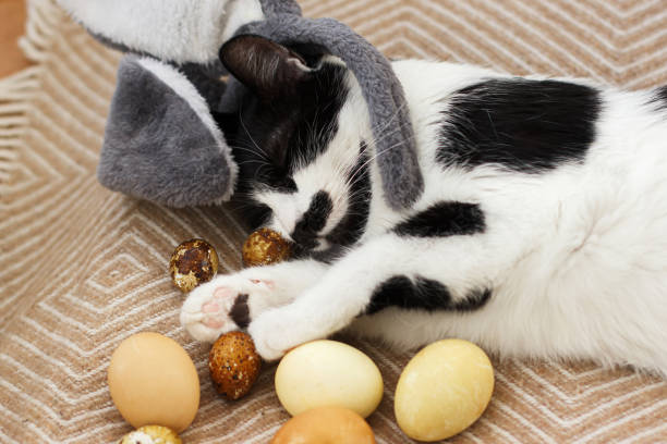 istock Cute cat in bunny ears sleeping with easter eggs on cozy yellow blanket. Happy Easter! Easter hunt 1303745840