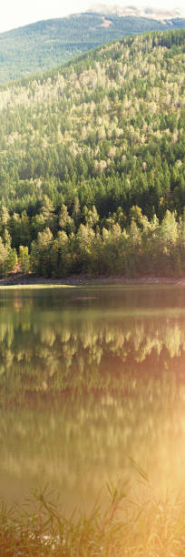 istock Mountain slope covered with green forest 1303745842