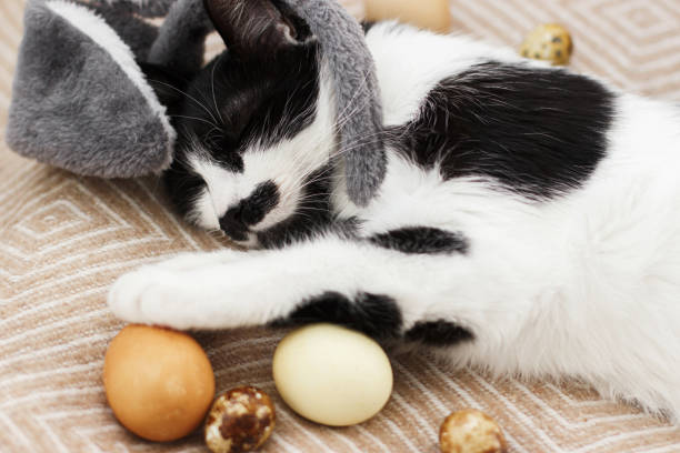 istock Easter hunt. Cute cat in bunny ears sleeping with easter eggs on cozy yellow blanket. Happy Easter 1303746893