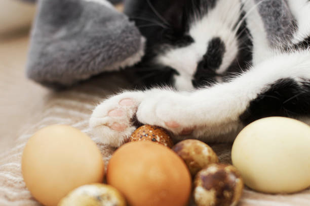 istock Easter hunt. Cute cat in bunny ears sleeping with easter eggs on cozy yellow blanket. Happy Easter 1303747071