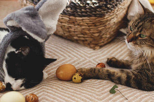 istock Cute two cats playing with easter eggs on cozy yellow blanket at home. Happy Easter! Easter hunt 1303747133
