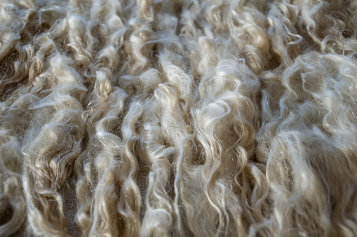 Curls of washed Angora goat hair.