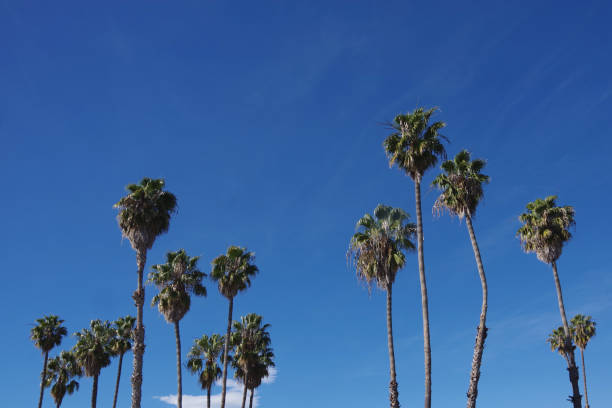 istock Tall California Fan Palms 1303747882