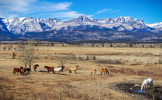 Horses graze near a small village located near the Rocky Mountains in Alberta, Canada.