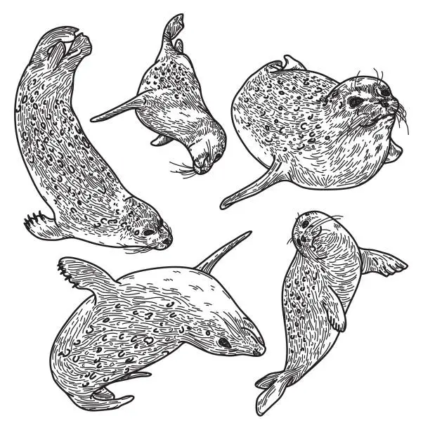 Vector illustration of Set of Adorable Ringed Seals in Line Artwork